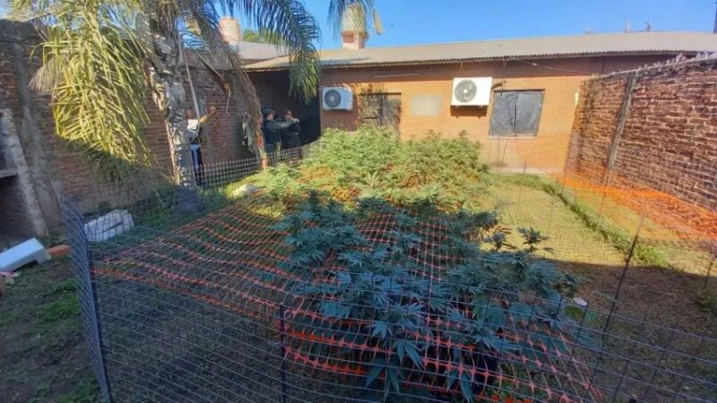 Incautan 102 plantas y más de 3 kilos de marihuana