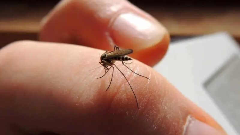 Suben los casos de dengue en el Chaco